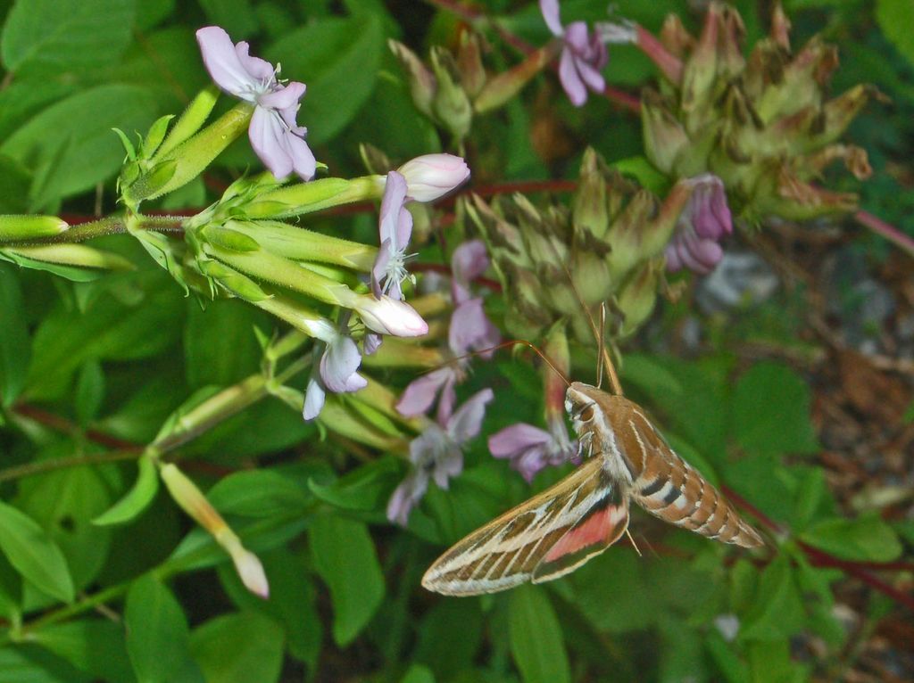 Galleria di insetti in volo